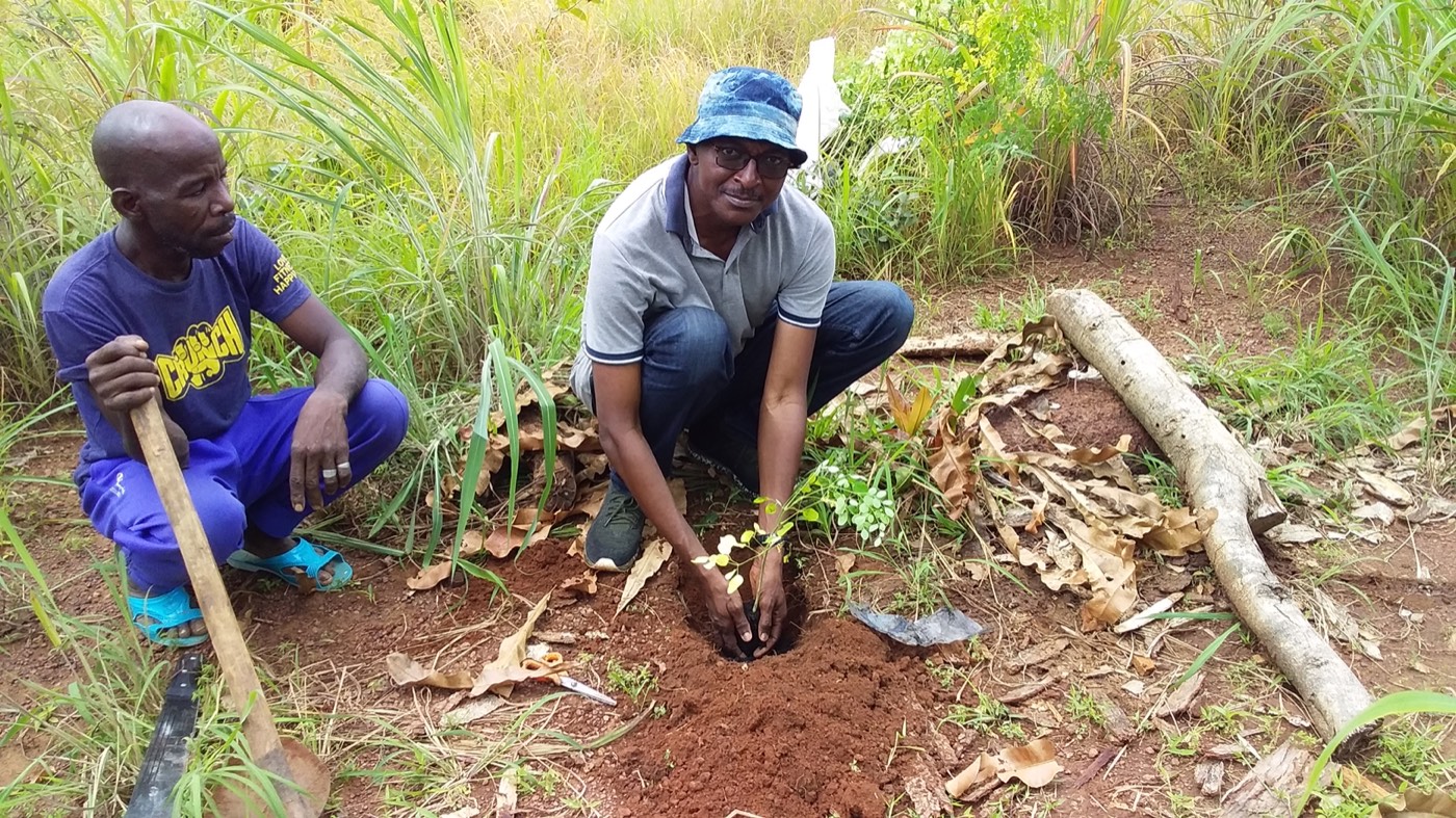 Deux producteurs plantent des boutures de manioc en terre.